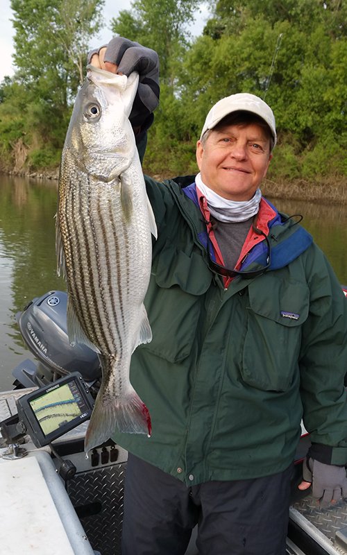 Sacramento River Striped Bass Fishing, Kirk Portocarrero Professional Guide