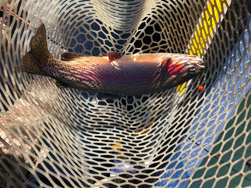 Trout and steelhead fishing on the Sacramento River with Kirk Portocarrero