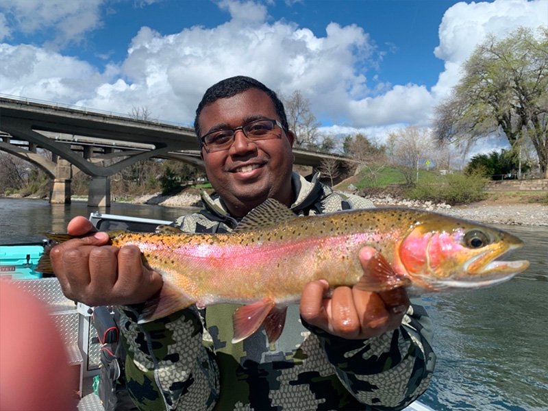 Sacramento River Rainbow Trout
