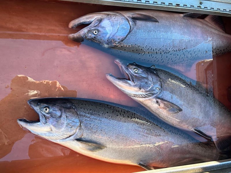 Beautiful Chinook salmon pulled from the Sacramento River near Redding, CA.