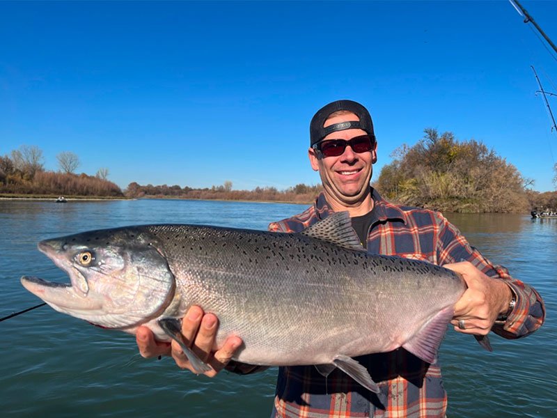 Beautiful Chinook salmon pulled from the Sacramento River near Redding, CA.