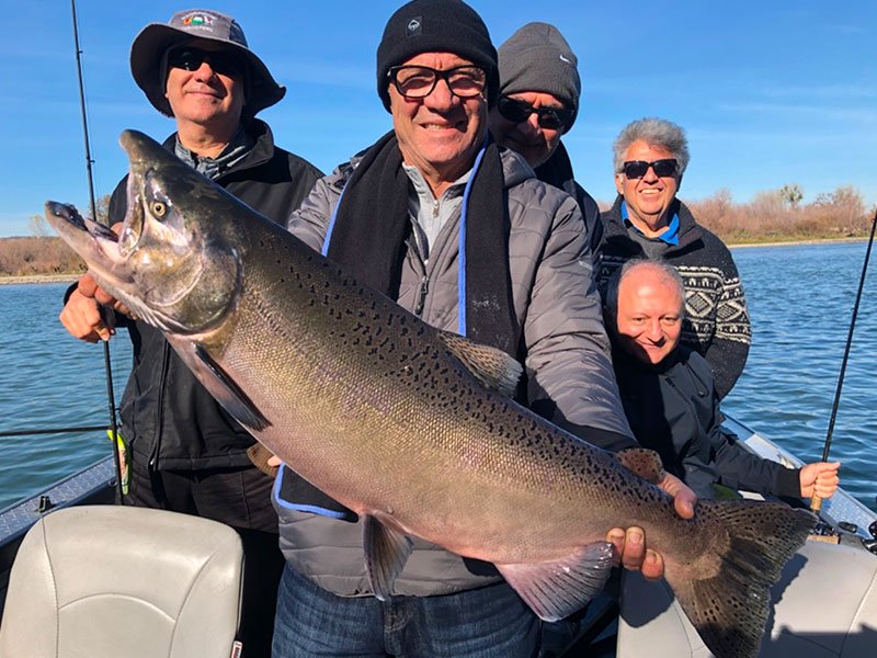 Big Chinook salmon caught near Red Bluff on the Sacramento River on guided fishing trip with Kirk Portocarrero. 