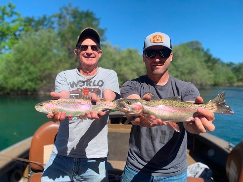 Rainbow Trout