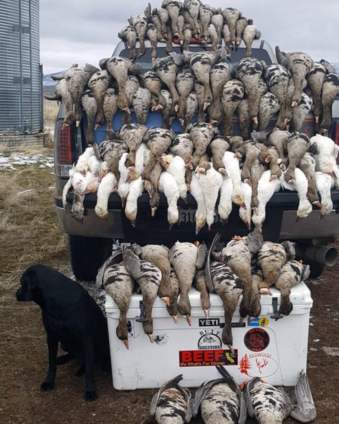 Now booking Guided Goose hunts Feb 1st - March 10th, at just $250 per person!

Northern California is home to some of the best Spec and Snow goose hunts in the state. Our hunts are done in North Eastern California near Fall River Mills. Professional 