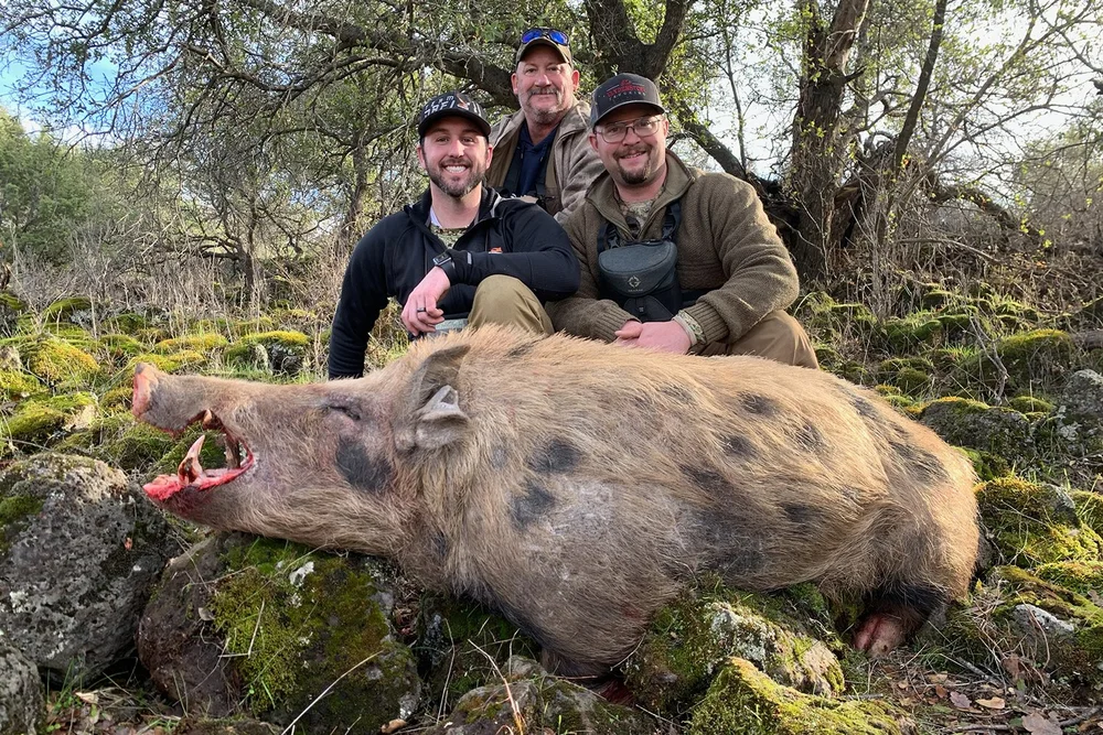 Wild Pig Hunting in California, Kirk Portocarrero Professional Guide