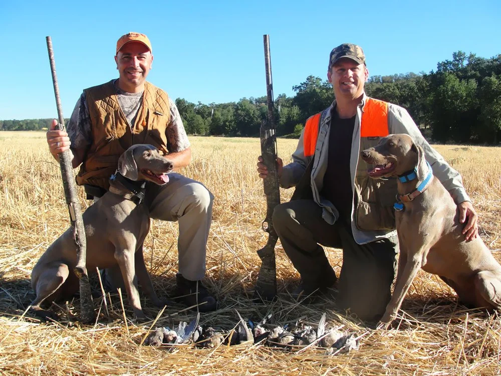 Dove Hunting In California dove-hunting-in-california