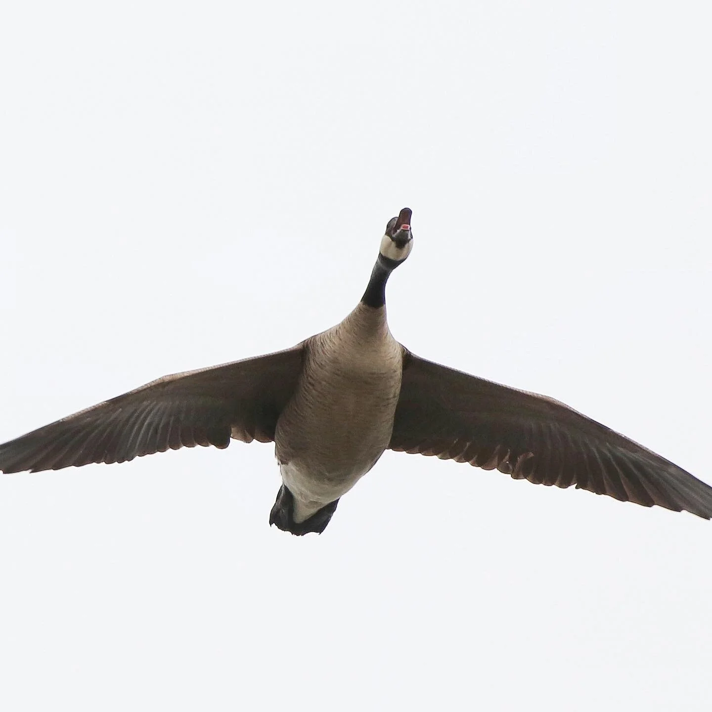 Monday starts the early goose season in North Dakota and so begins a long season ahead!