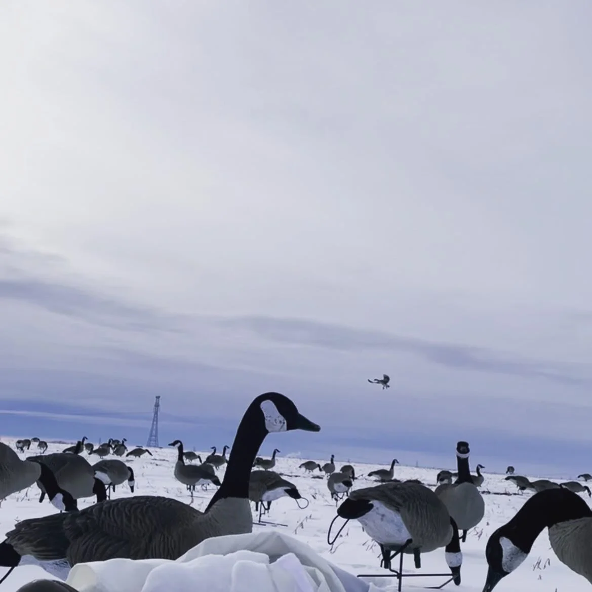 Fun in the snow ❄️ 

#waterfowlhunting