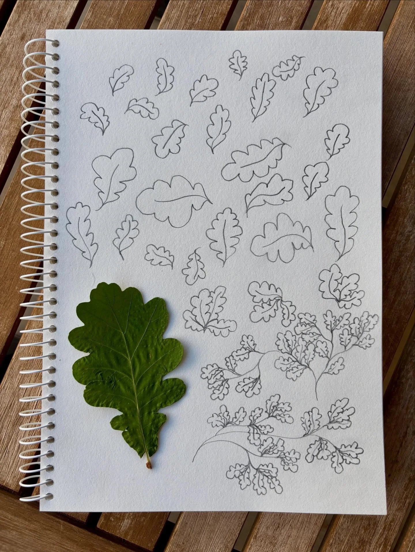 Sketching out some simplified oak leaves for a new pattern I am working on. #sketchingtime #oakleaves #workinprogress