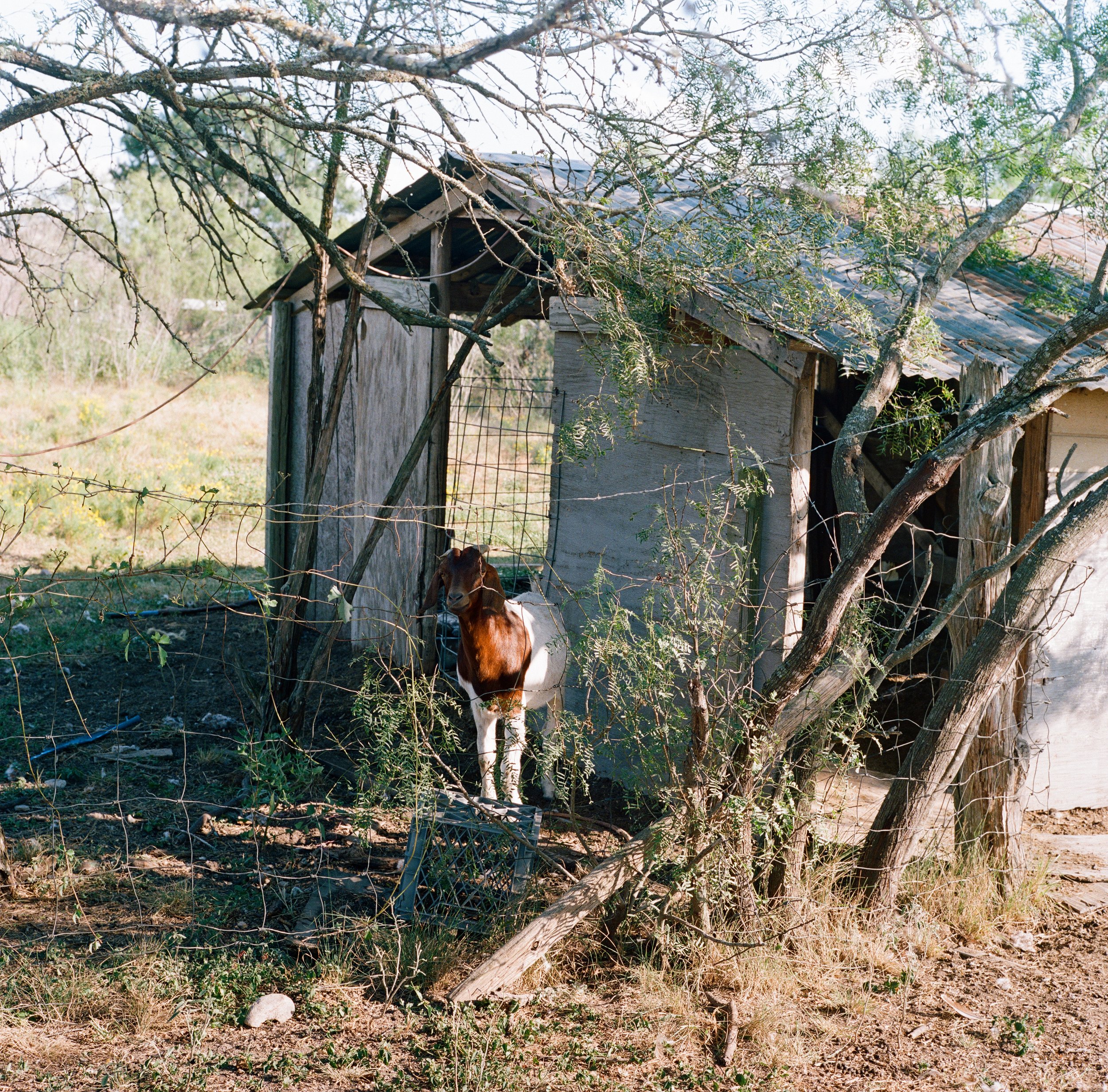 A Goat at Wyndham Acres, Manor, TX. 2021