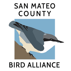 San Mateo County Bird Alliance Bird Walk