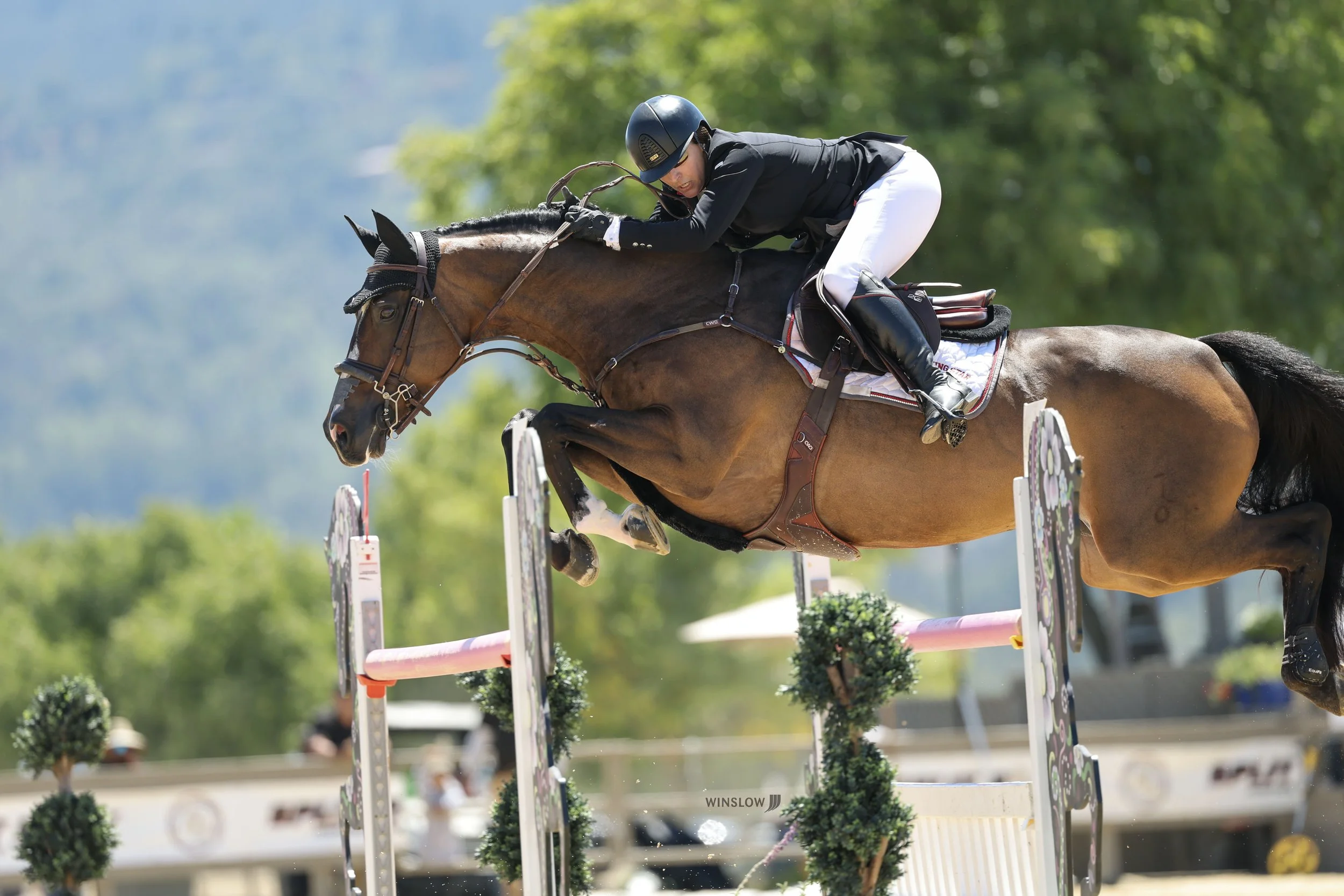 A woman riding a horse over a colorful show jumping obstacle decorated with cow-shaped panels, under a clear sky.