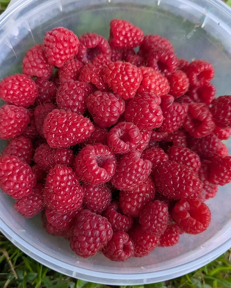 Here's some snippets from our post in January 2025. In June 2025 the same amazing raspberries, as well as our blueberries, can be bought frozen in our farm gate freezer. 500g punnets are $15 each or two for $25.

Posted in January 2025:
Want some of 