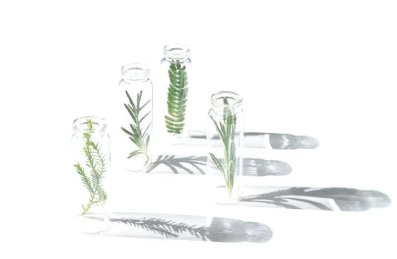 Glaskrukker med grønne planteudskud, der kaster skygger på en hvid overflade.