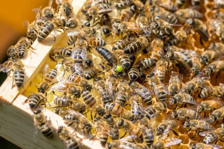 Honey Bee Queen - MARKED for 2026