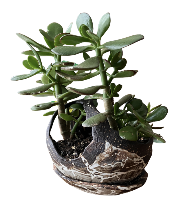 Snow Laden (2025-26, current series)