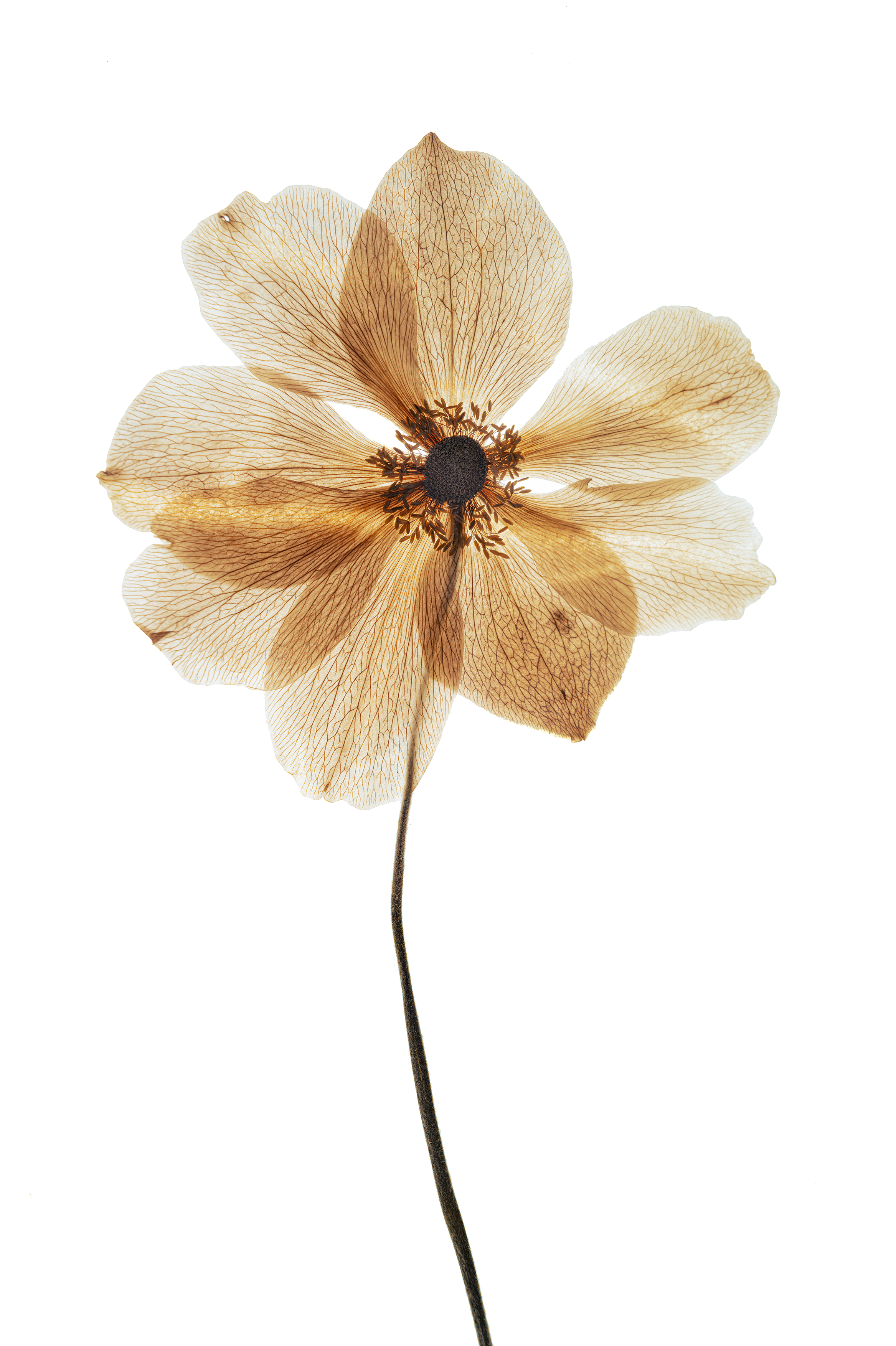 Botanica-79.small size.png