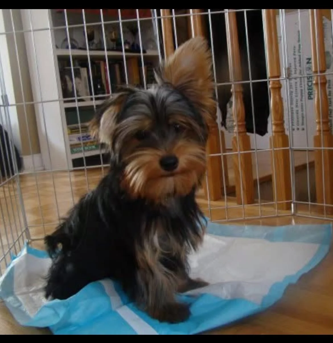 Happy 17th to my best boy. 💛
How it started ❤️ How it&rsquo;s going 🐾 Seventeen years with this little legend. The first photo is Oscar at 5 months, all ears and attitude and now, my old soul with the same spark in his eyes.

He&rsquo;s been with m