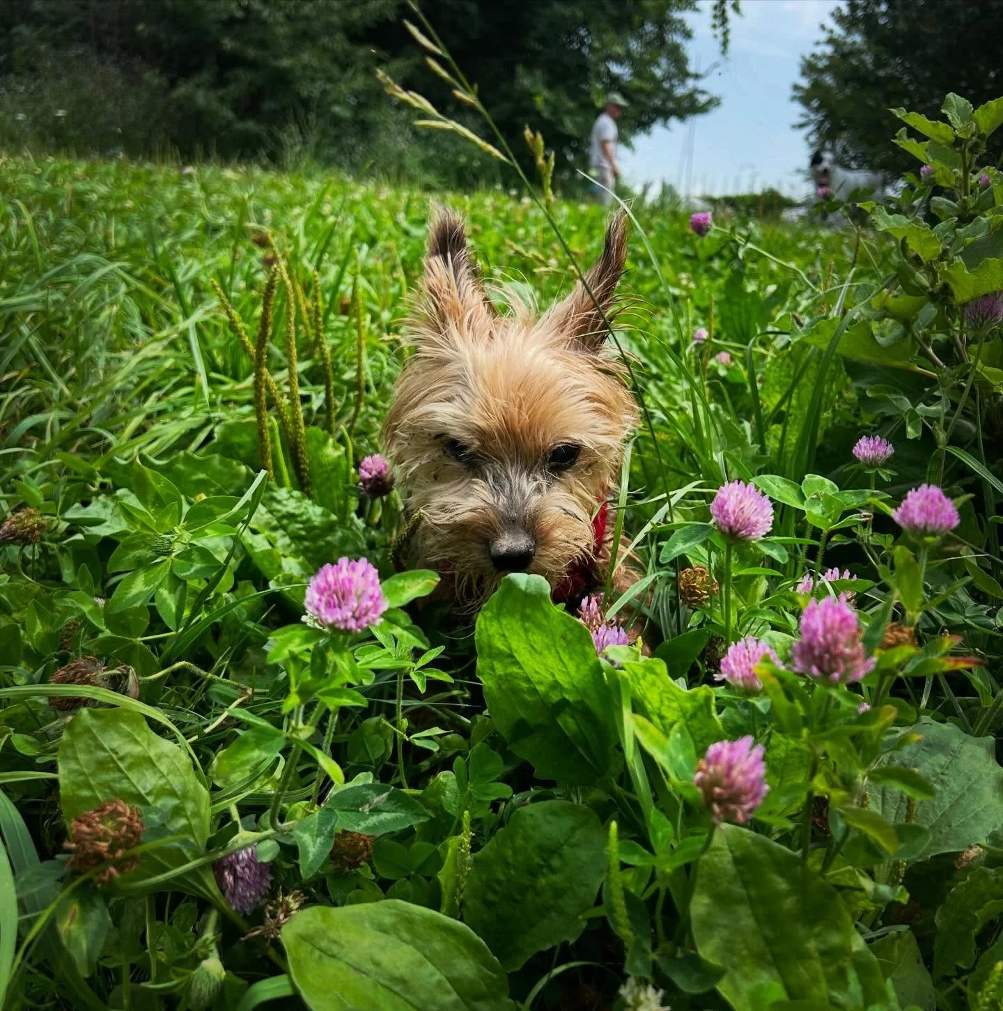 Oscar 🤍

Seventeen years.
 Seventeen beautiful, funny, wild, loving years with my little shadow, my companion, my rockstar.

Oscar wasn&rsquo;t just a dog, he was a presence.  From the very beginning he had this bigger than life energy, like he knew