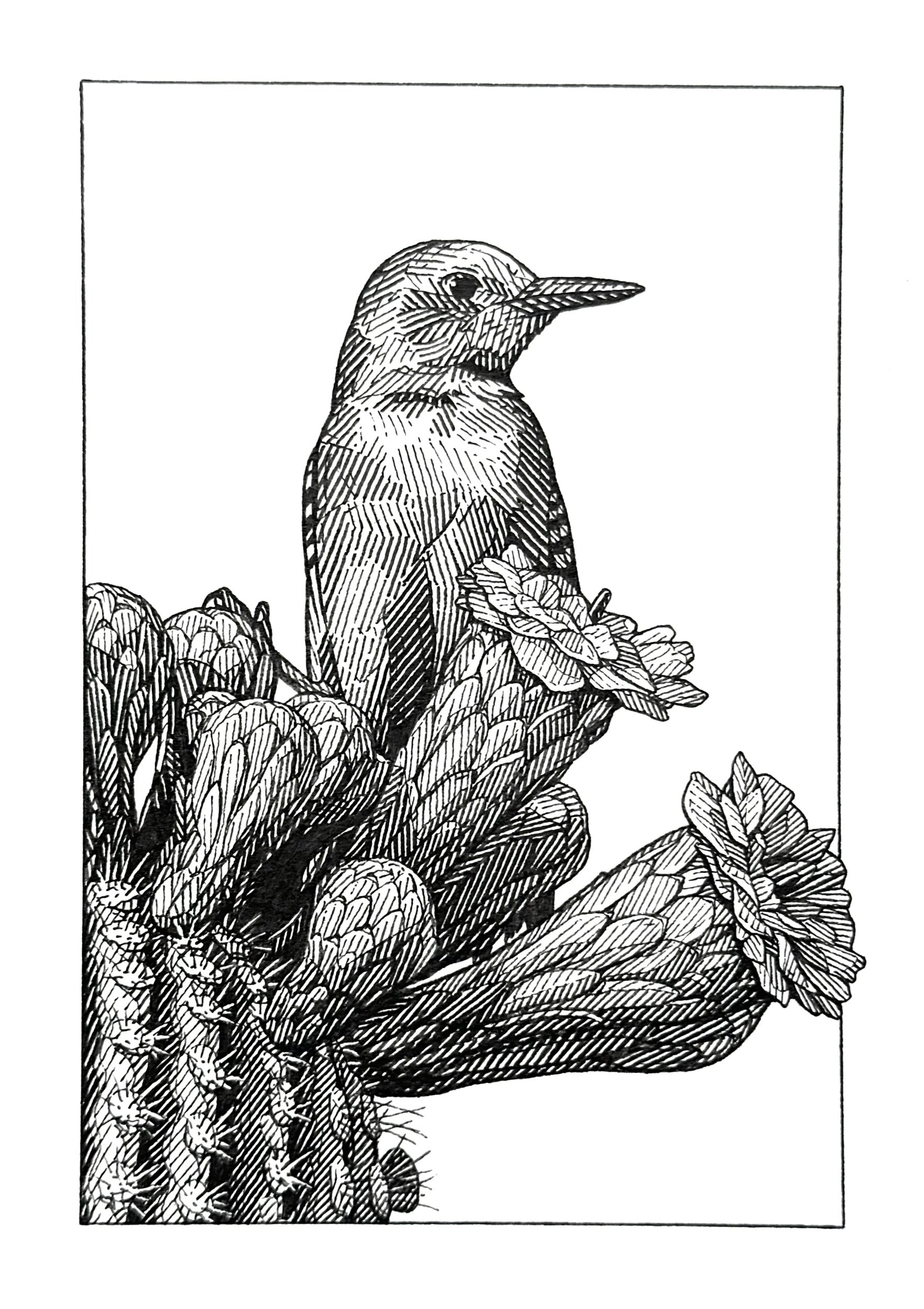 Gila Woodpecker