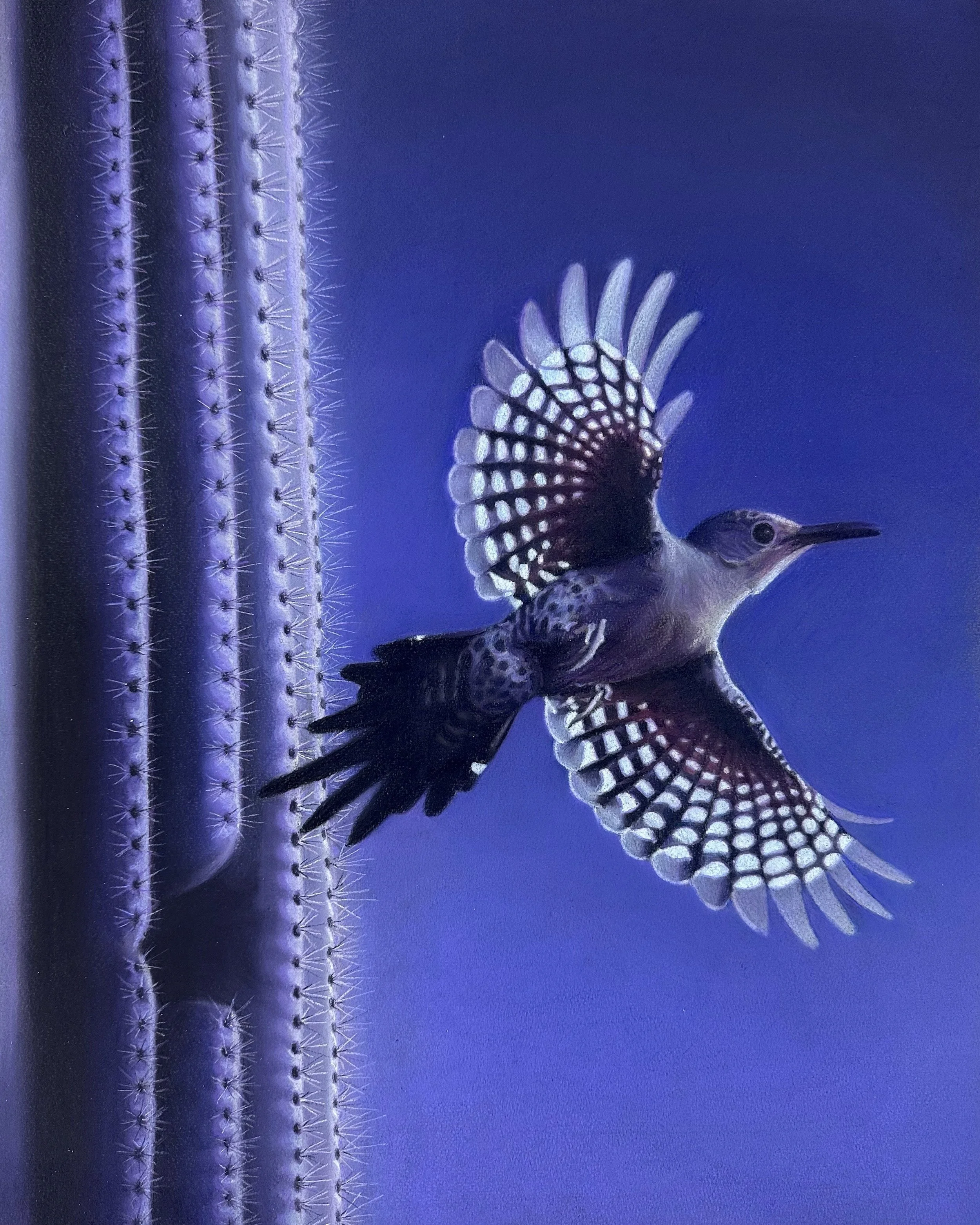 Twilight Glow of the Gila Woodpecker