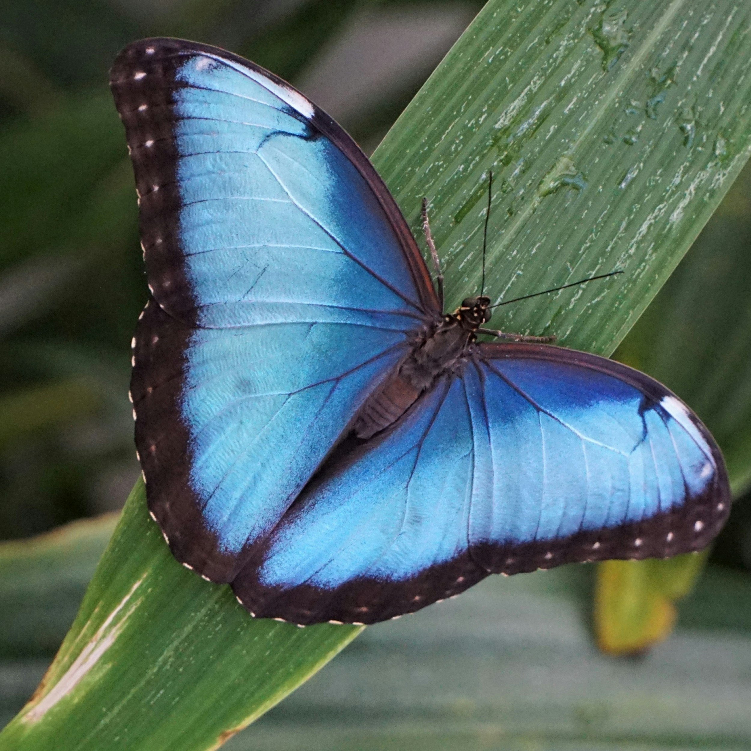 A blue butterfly resting on a green leaf.