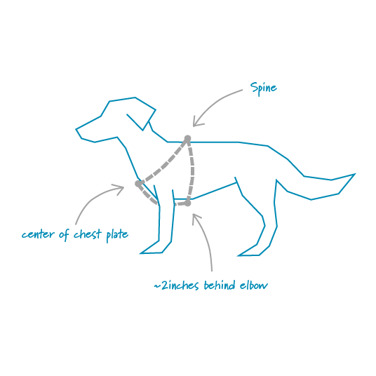 TailsForWonderland_HarnessMeasuringGuide_Points.png