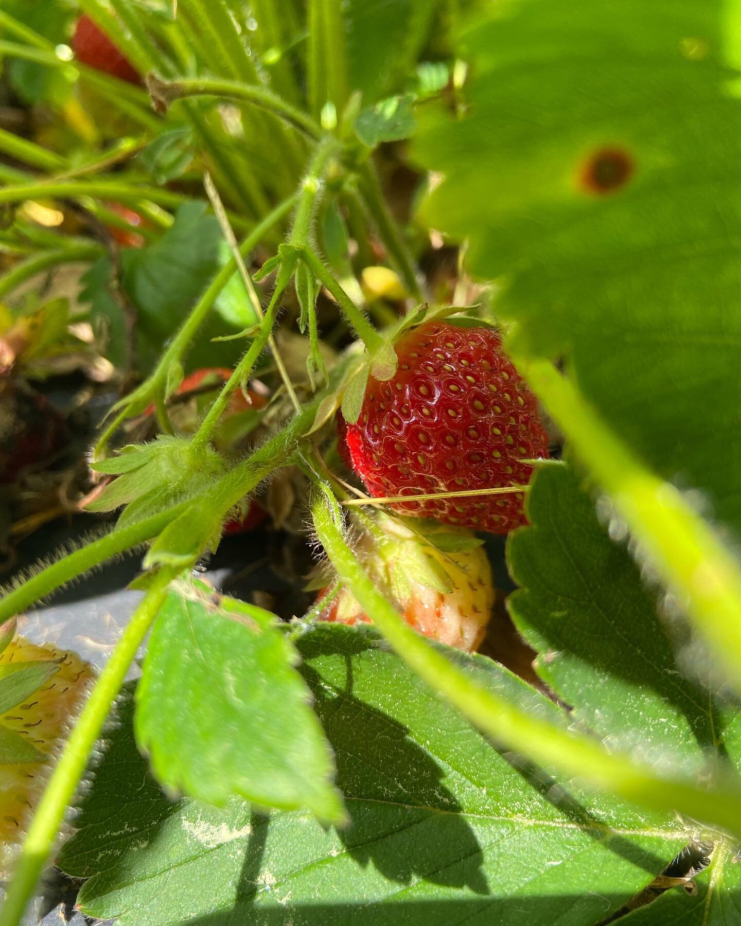 It&rsquo;s 🍓season in #maine - we picked these babies at @bradburymountainberryfarm - looking forward to jams, shortcake, ice cream, and all the other summer goodies these will make their way into. 
.
.
.
#portlandmaine #portlandmainefood #bedandbre