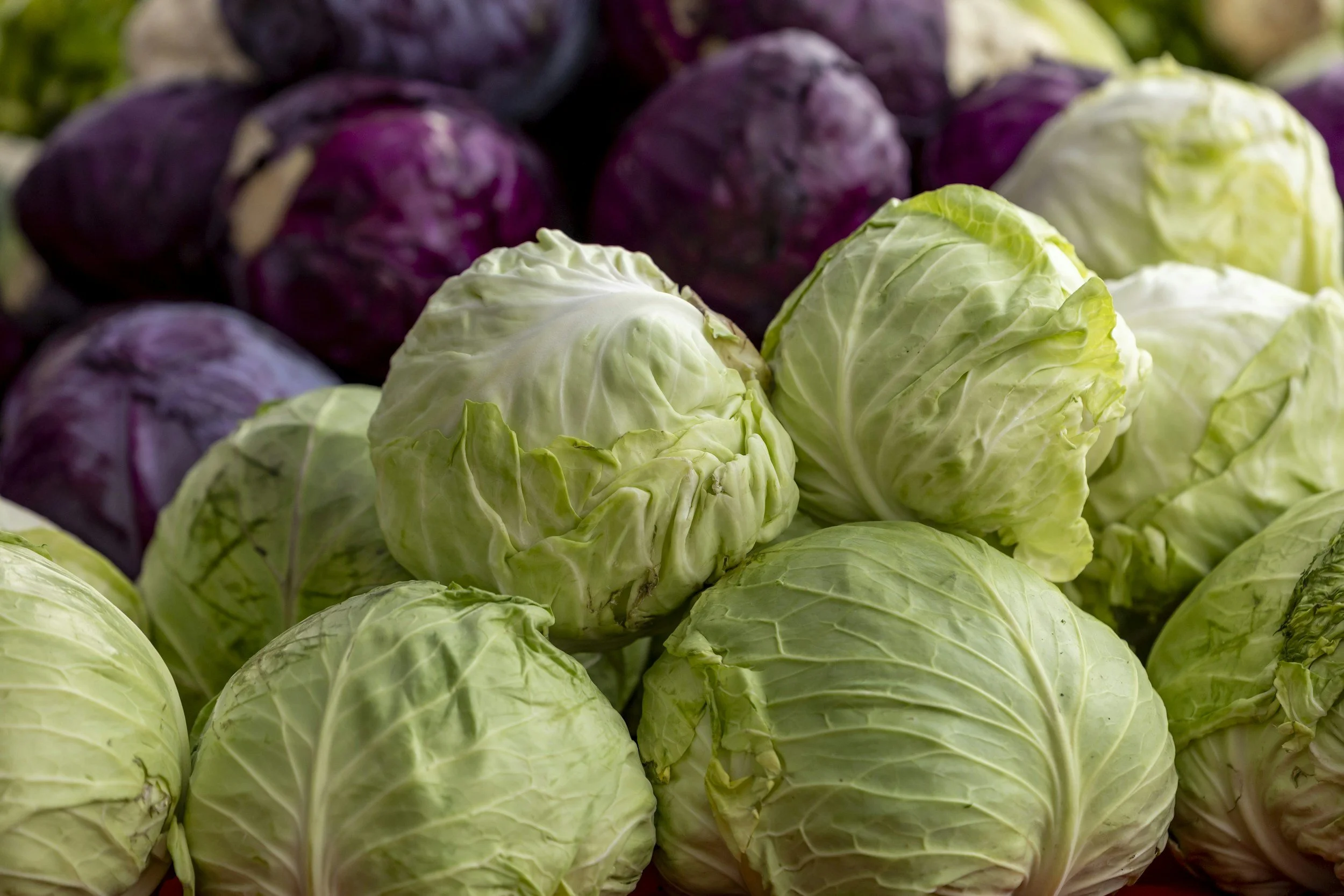 Purple or Red & Green Cabbage or Red Cabbage