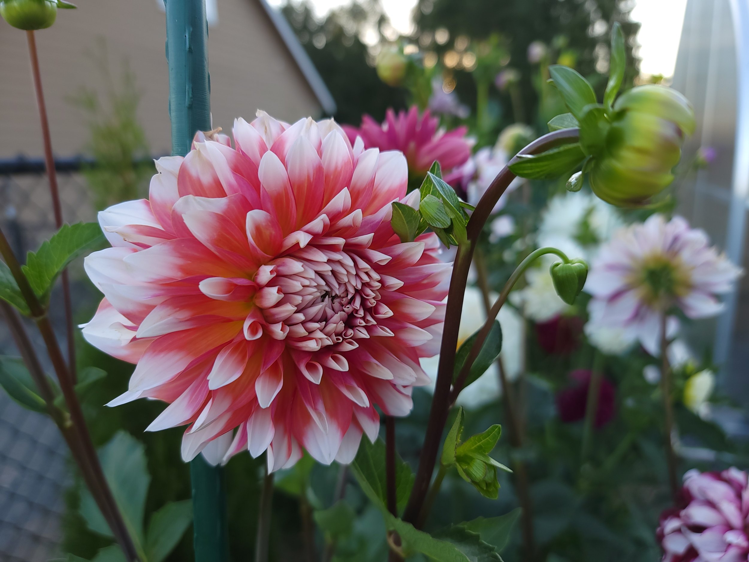 A la Mode Dahlia