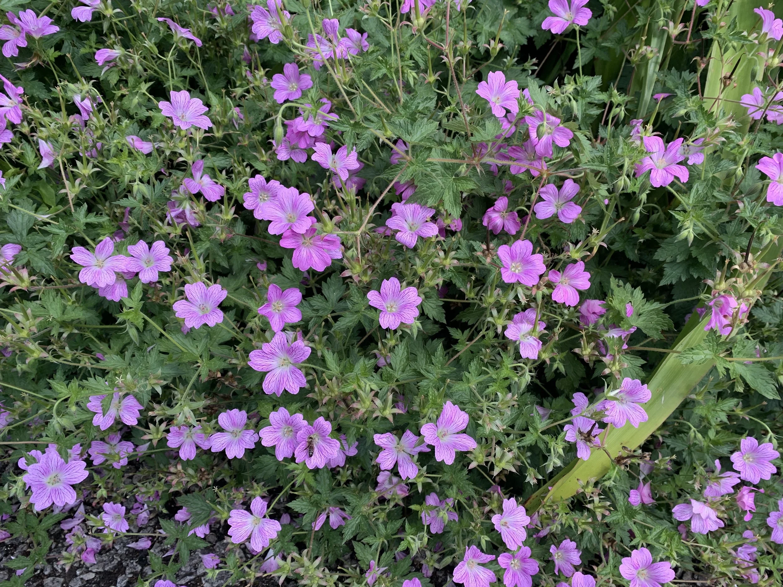 Purple flowers.jpeg (Copy) (Copy)