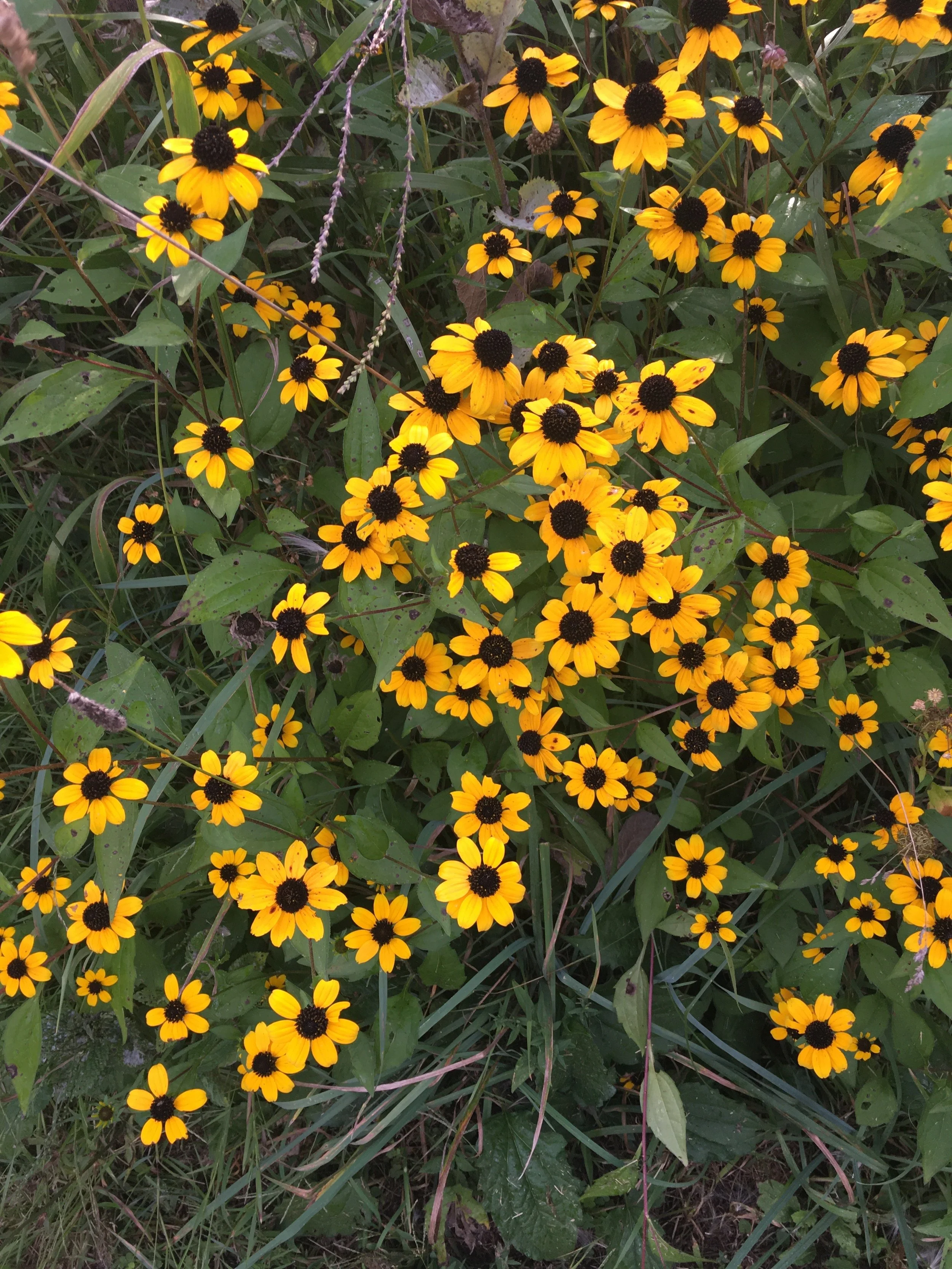 Meta Model Workshop, September 12th and 13th, 2026