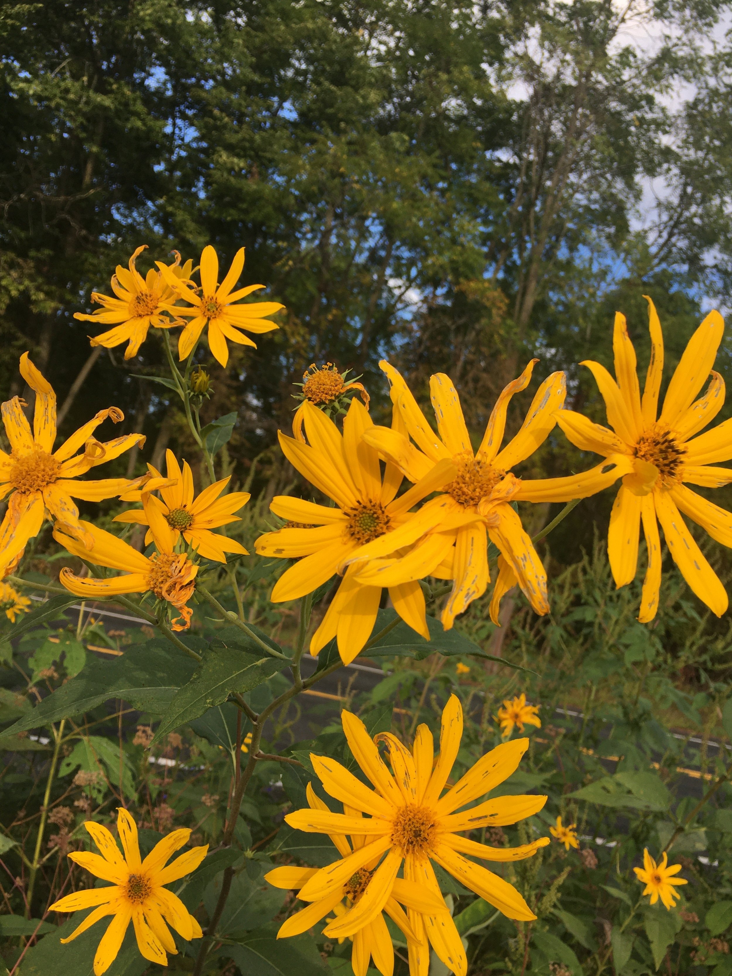 Sunshine flowers.jpeg