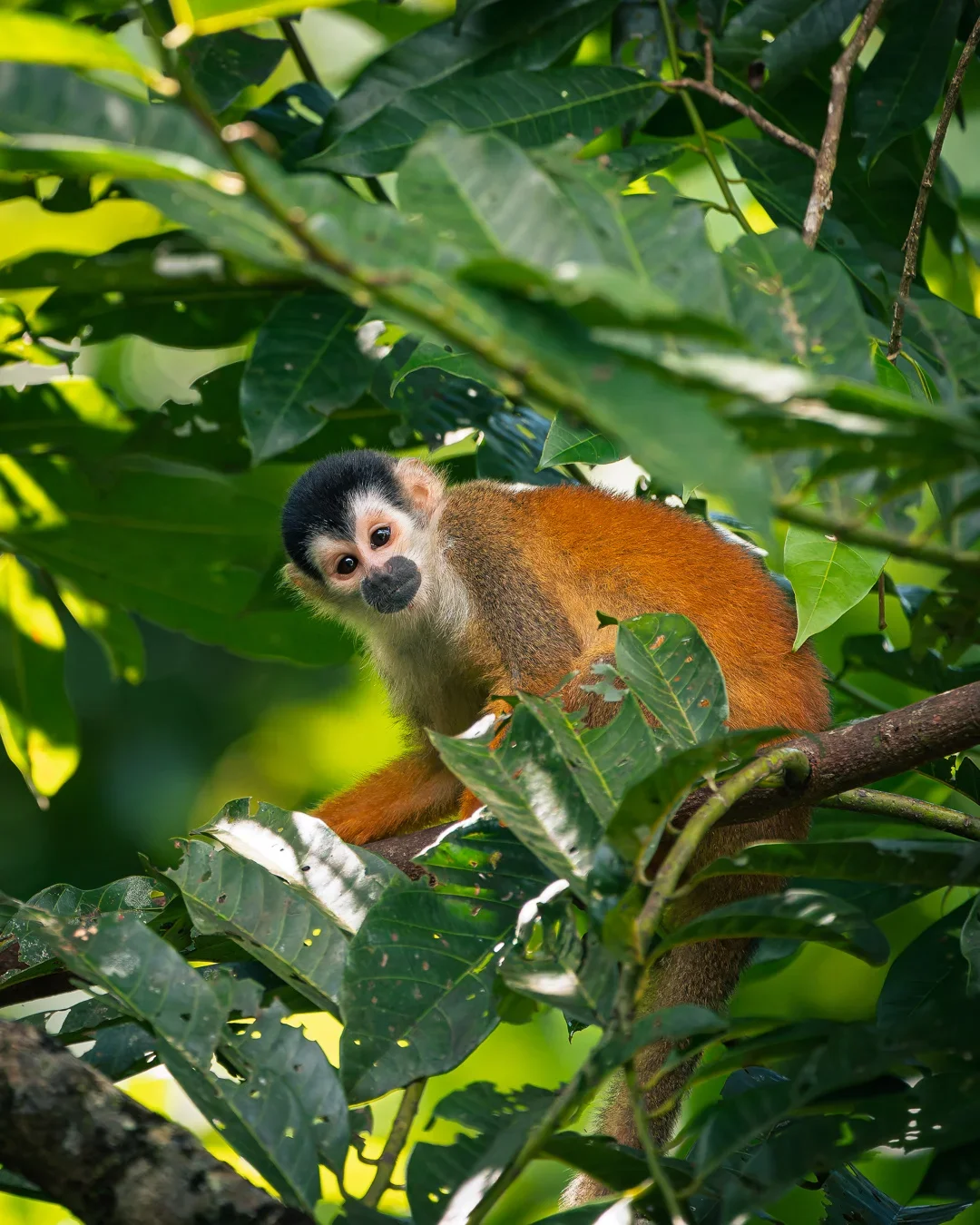 Squirrel Monkey - Robert Jerowski @ Toucan Lodge.webp