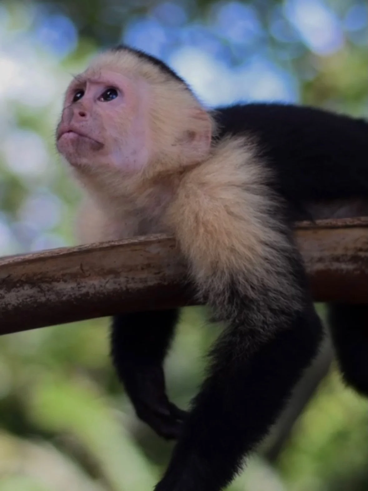 It&rsquo;s World Wildlife Day, and what better place to celebrate it than here on the Osa Peninsula in Costa Rica? 🇨🇷

In this small corner of the planet, you can find an incredible 2.5% of the world&rsquo;s biodiversity. It is home to over 400 spe