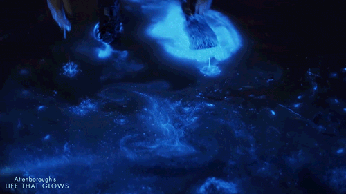 Bioluminescence