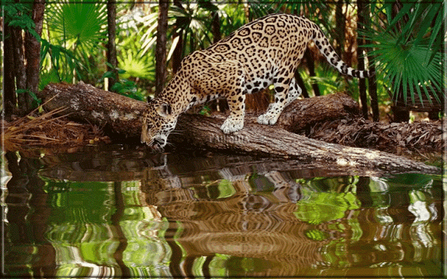 Corcovado National Park