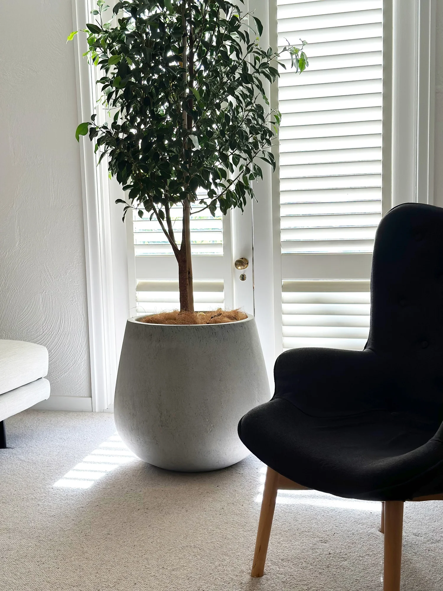 Consulting room interior with a potted tree beside a chair