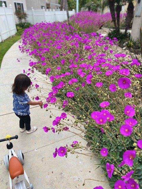 toddler standing by tall purple flowers