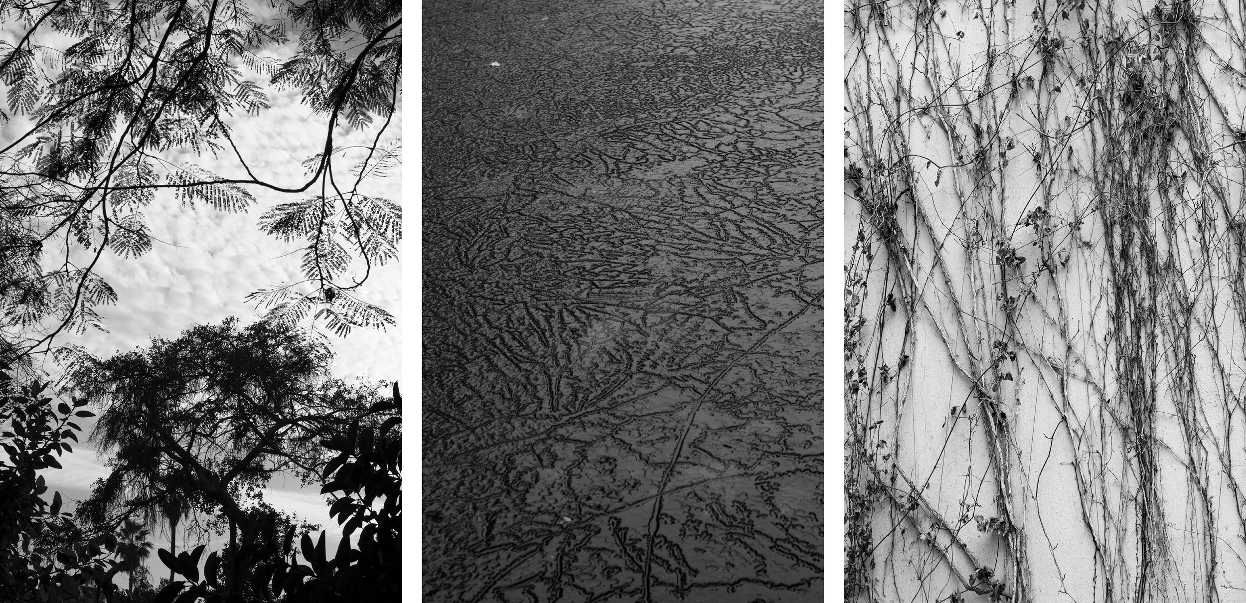 collage 2.jpg