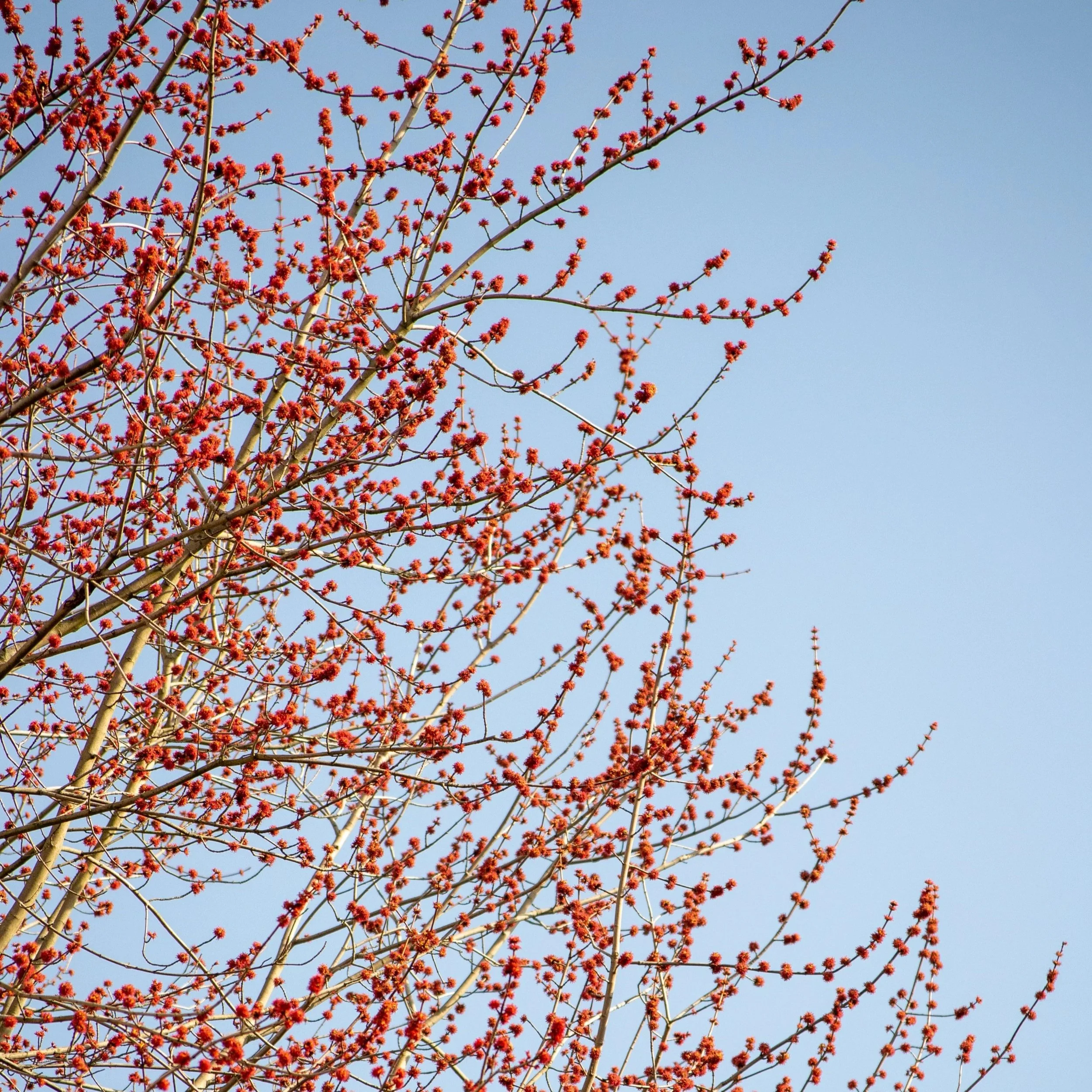 tree in bloom, red flowers, blue sky