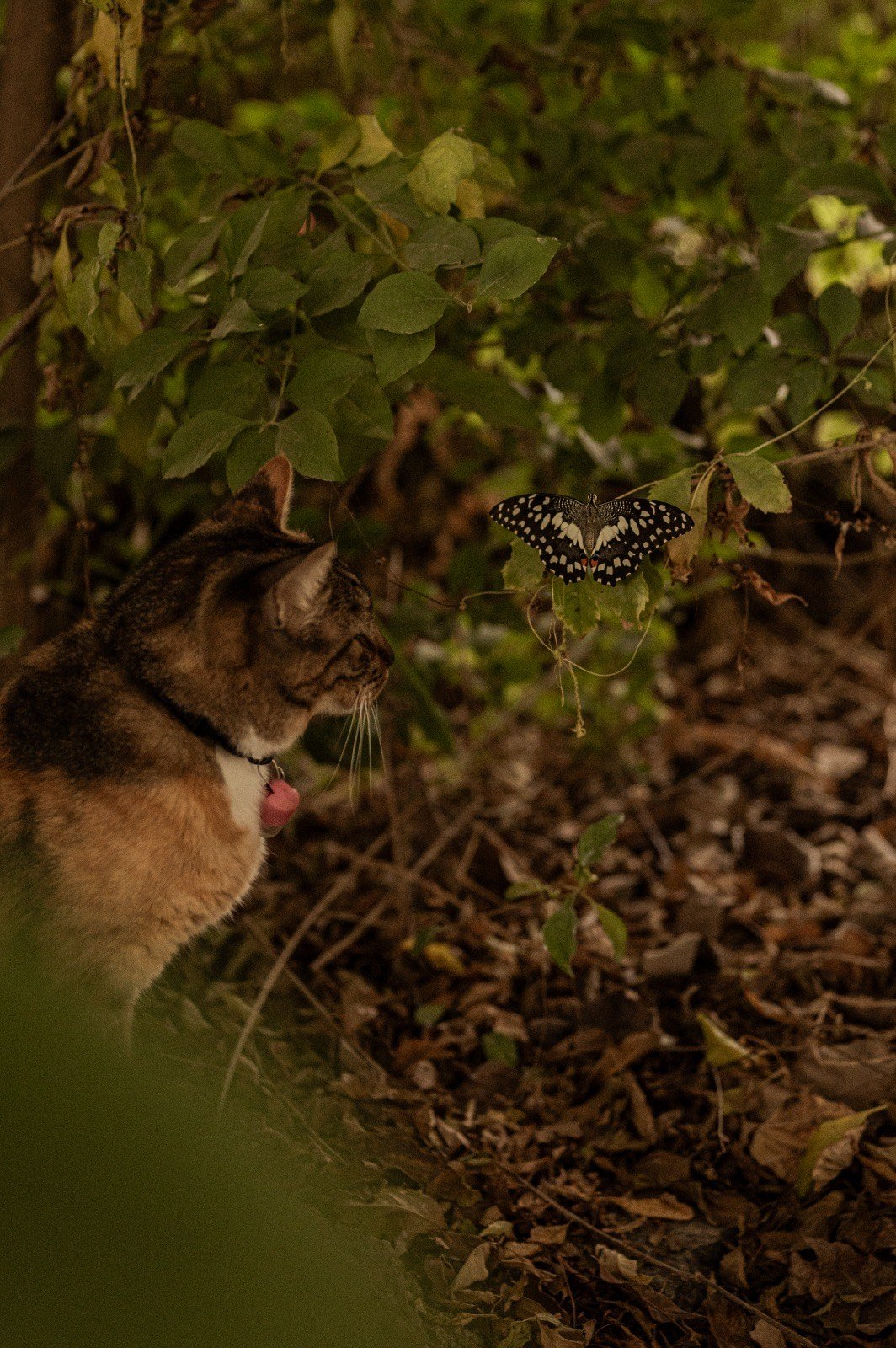 67d41e71-9b94-455f-b9ed-018d9360b642.jpeg