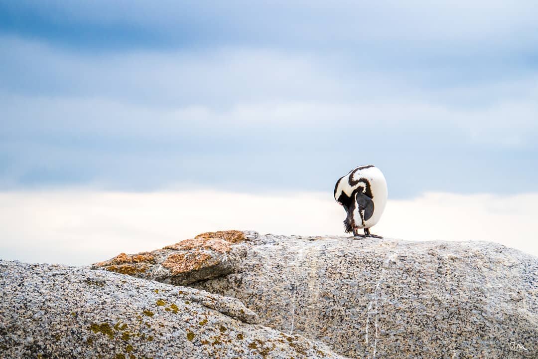 🐧☁️ /  Cape Town, 2018
.
.
.
.
.
.
#olympusnorge #penguin #capetown #southafrica #visitsouthafrica #olympusnorge #omdem1markii #omdrevolution #breakfreewitholympus