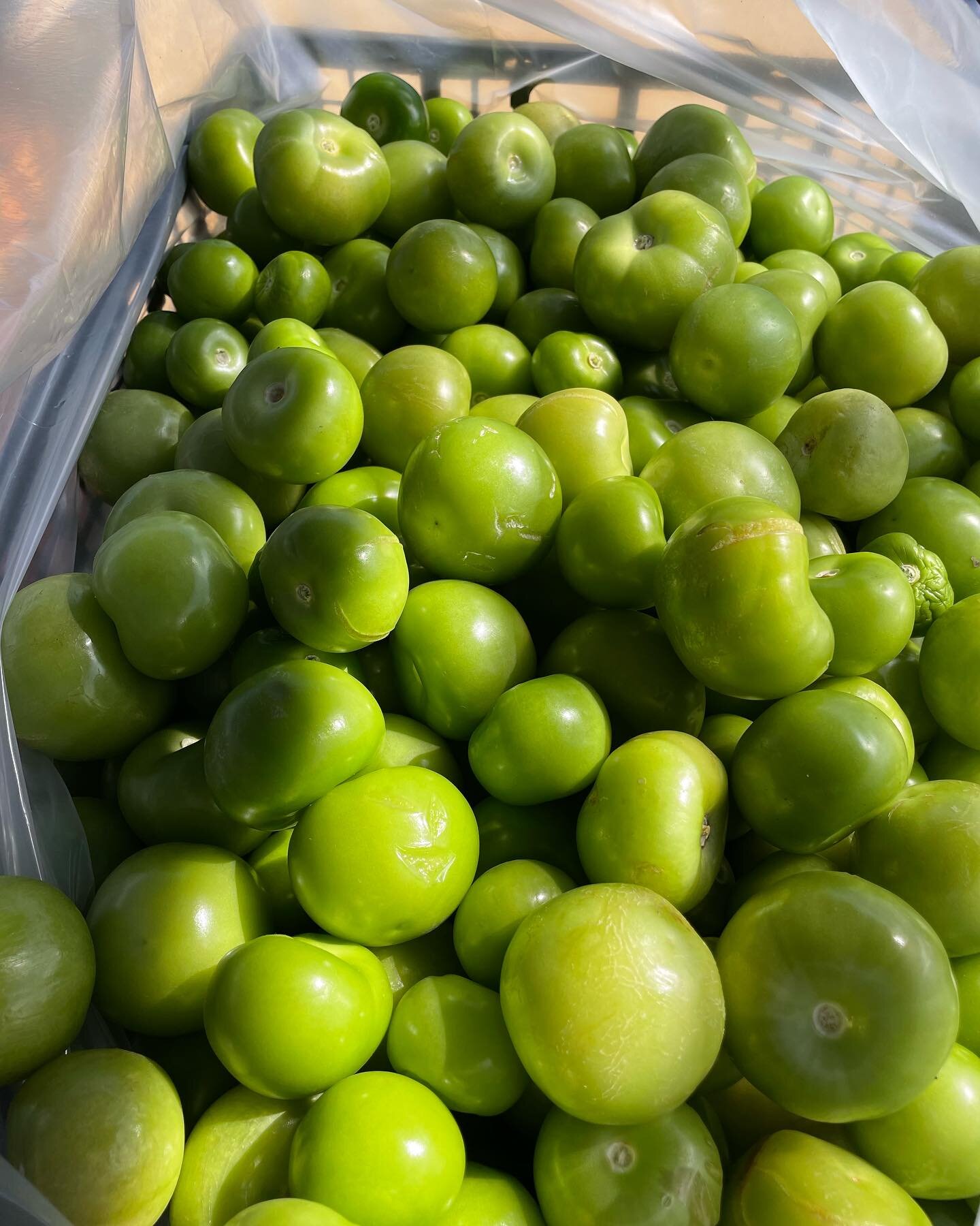 600 tomatillos husked, washed,  dried and ready to chop for our green avocado salsa to sell at our Abraxas Garden Fall Fundraiser this Saturday from 9-12. You won&rsquo;t want to miss out on this stuff!