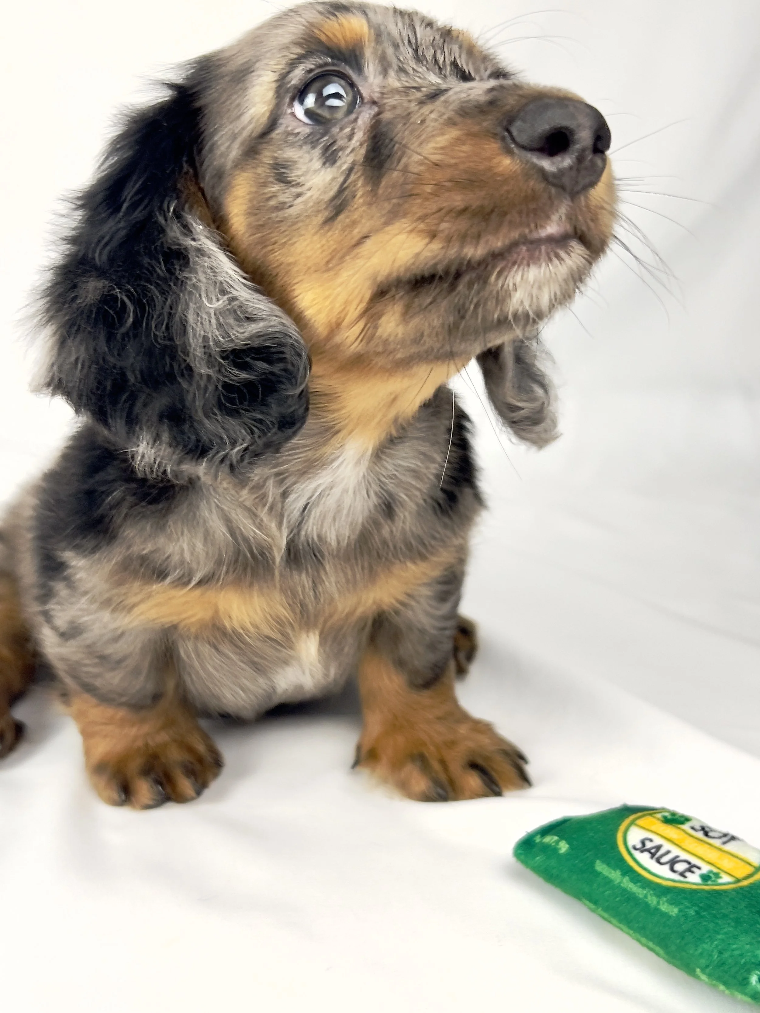 Cadbury aka Winston (RESERVED, longhaired boy)