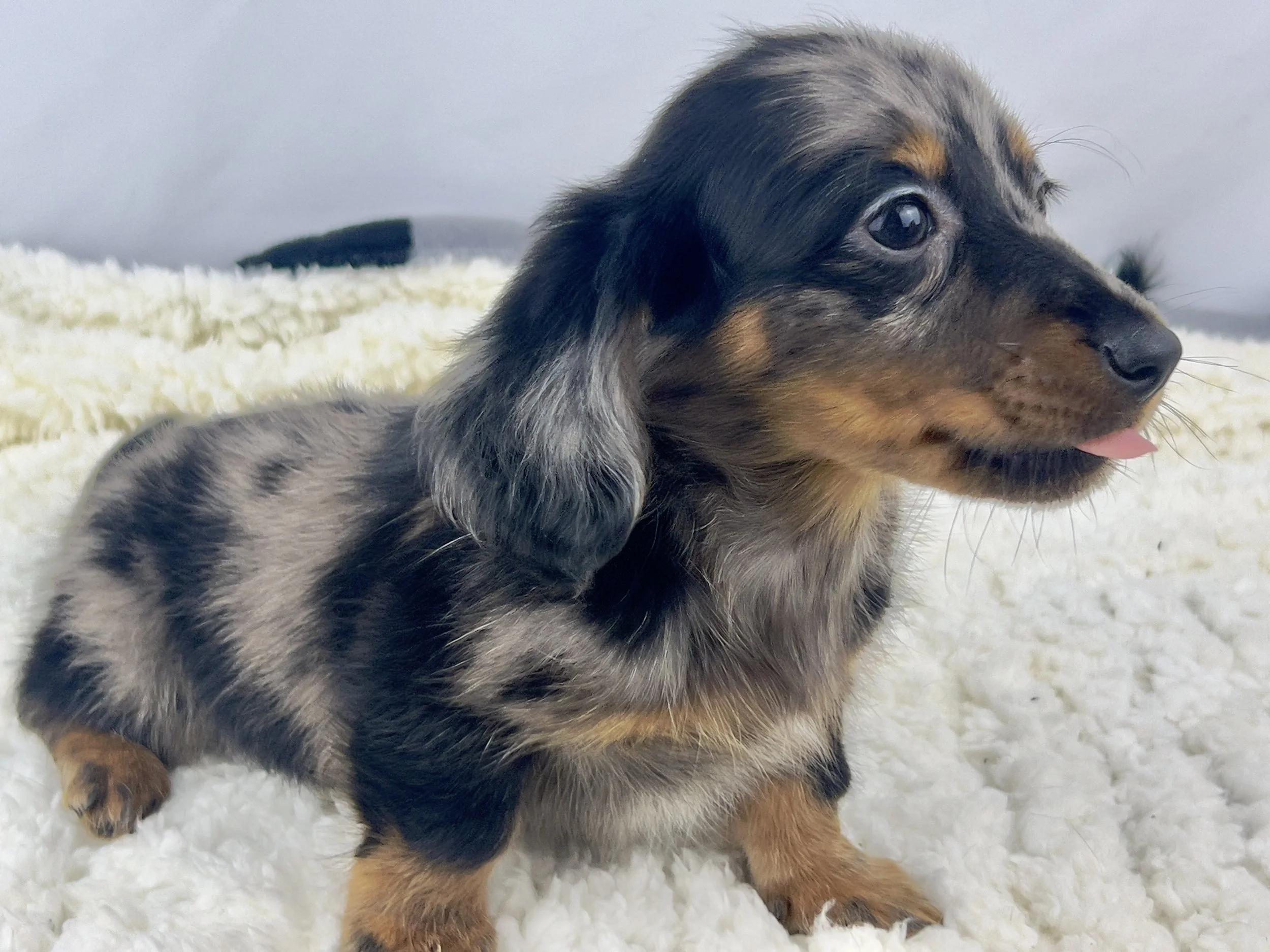 Pumpkin Patch aka Wilbur (RERSEVED, longhaired boy)