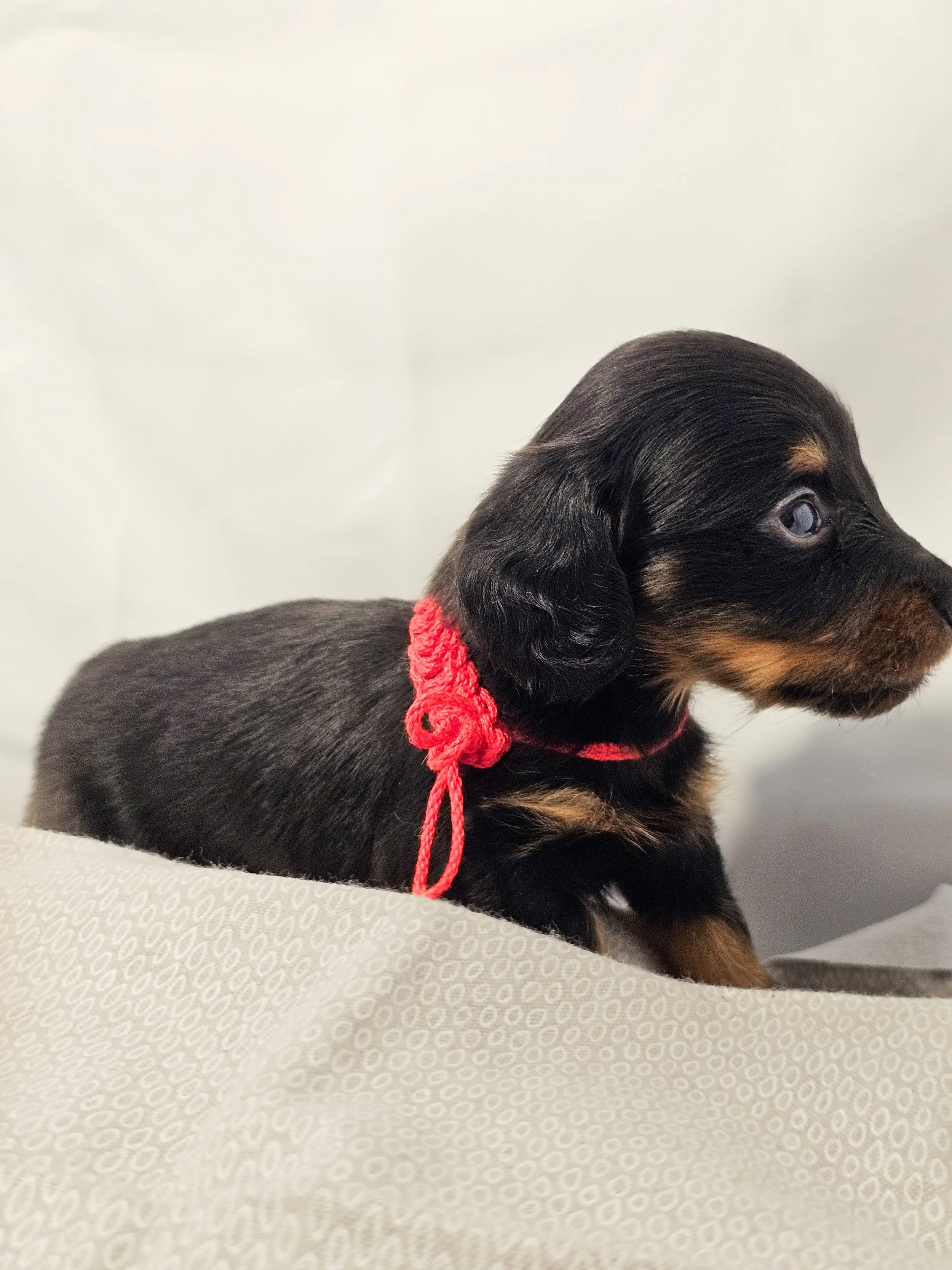 Jelly (longhaired girl, $4000 with a $500 deposit towards the total)