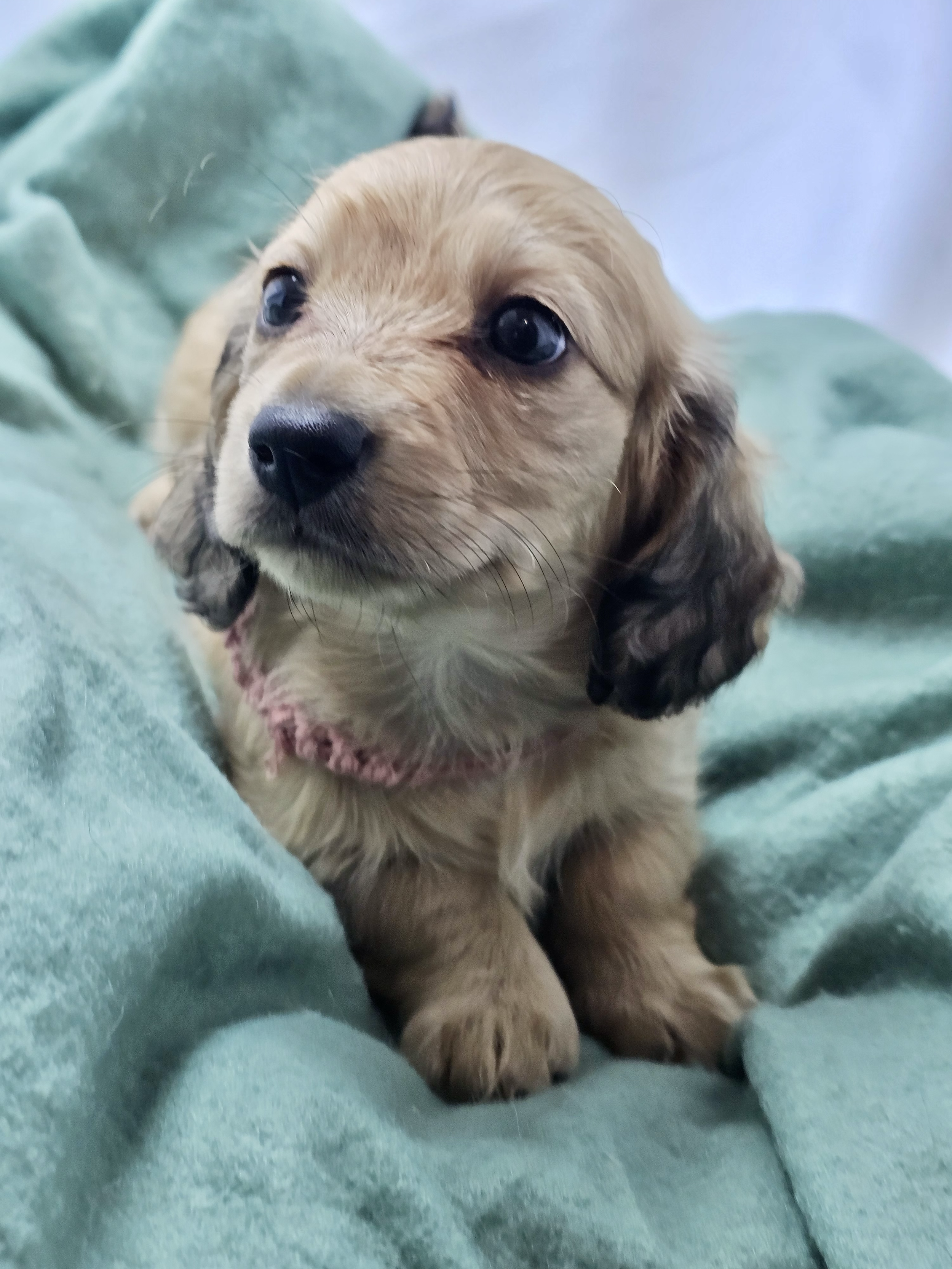 Pistachio aka Mochi (RESERVED, longhaired girl)