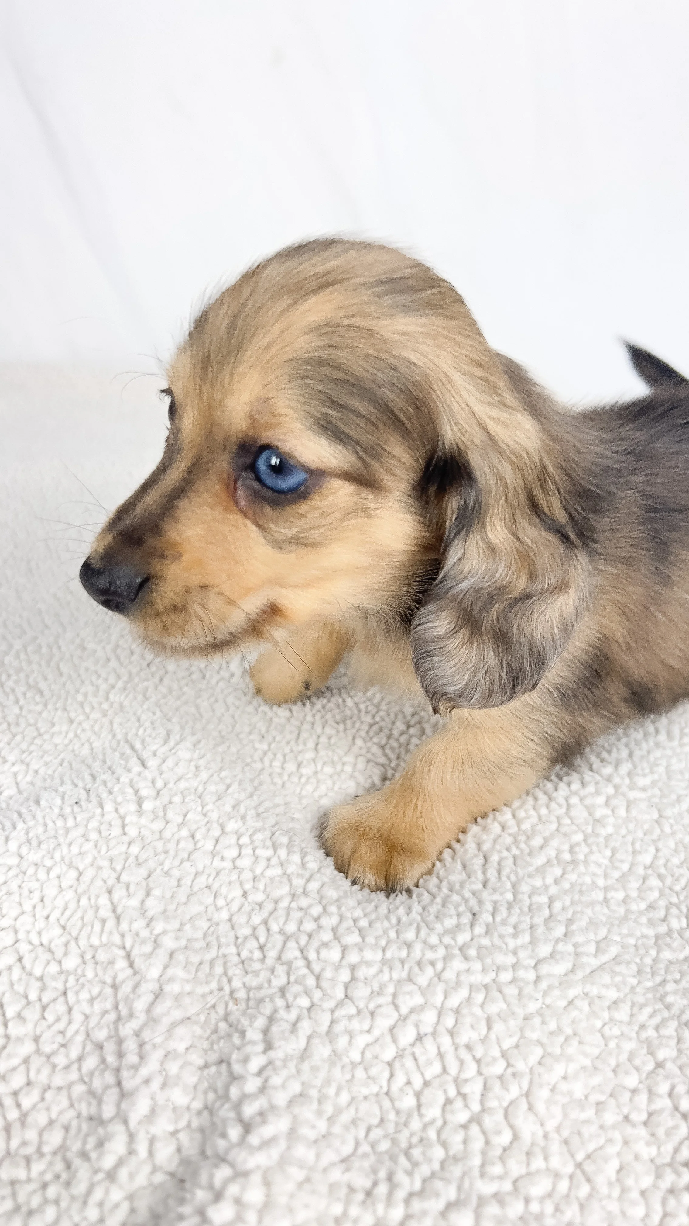 Chicken bake (RESERVED, longhaired boy)