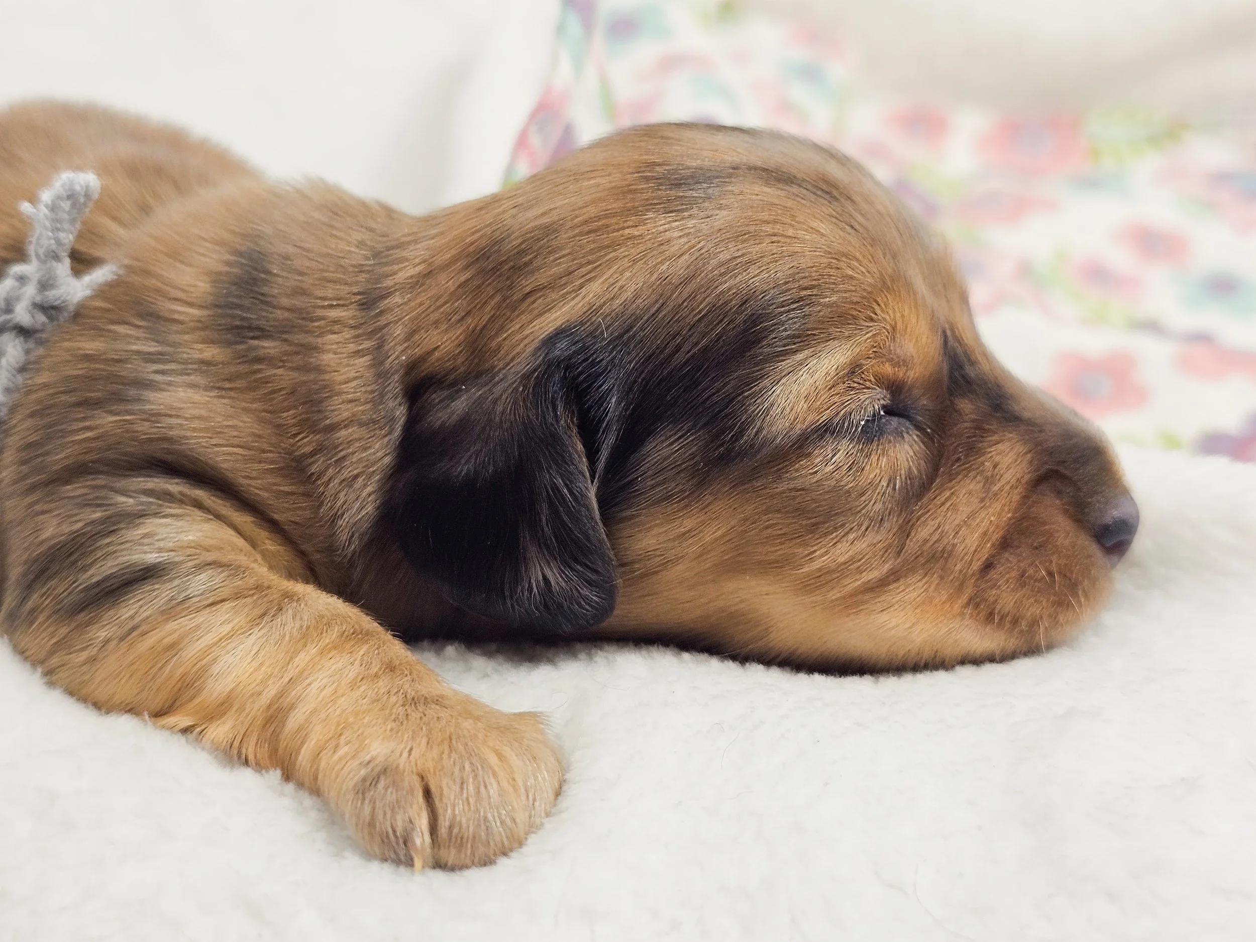 Shell (longhaired boy, $4000 with a $500 deposit towards total)